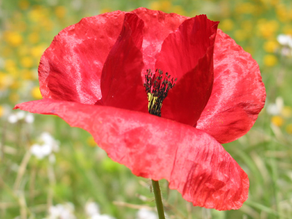  Image name: papavero4.jpg 
 width: 600 pixel 
 height: 450 pixel 
 Size: 115982 bytes 
 Click to enlarge 